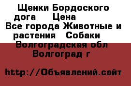 Щенки Бордоского дога.  › Цена ­ 30 000 - Все города Животные и растения » Собаки   . Волгоградская обл.,Волгоград г.